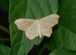 Attēlu rezultāti vaicājumam “Idaea emarginata”