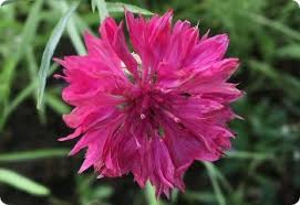 Image result for Centaurea cyanus
