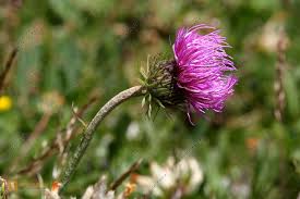 Image result for Alpendistel