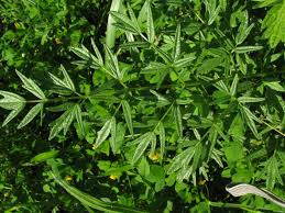 Attēlu rezultāti vaicājumam “Thalictrum lucidum”