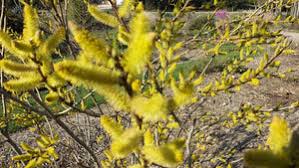 Attēlu rezultāti vaicājumam “Salix x doniana”