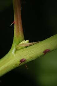 Attēlu rezultāti vaicājumam “Rubus nessensis”