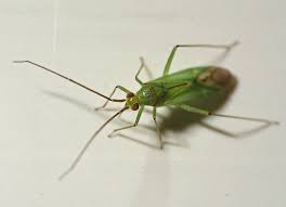 Attēlu rezultāti vaicājumam “Blepharidopterus angulatus”