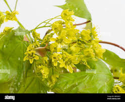 Attēlu rezultāti vaicājumam “Acer campestre flower”