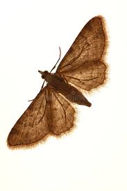 Attēlu rezultāti vaicājumam “Eupithecia icterata female”