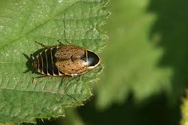 Attēlu rezultāti vaicājumam “Ectobius sylvestris”
