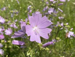 Attēlu rezultāti vaicājumam “Malva moschata bud”