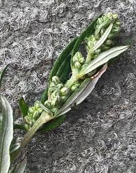 Attēlu rezultāti vaicājumam “Artemisia vulgaris bud”