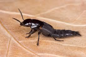 Attēlu rezultāti vaicājumam “Quedius dilatatus”