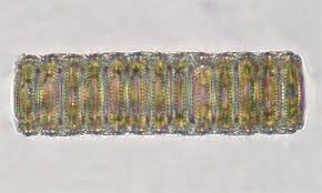 Attēlu rezultāti vaicājumam “Laurilia sulcata”