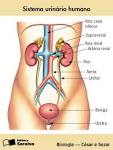 Fisiología Del <b>Tracto Urinario</b>