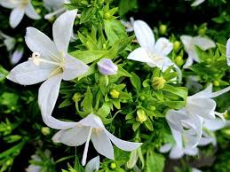Image result for Campanula isophylla
