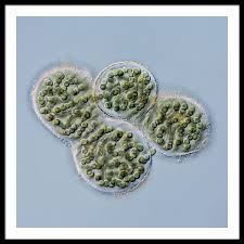 Attēlu rezultāti vaicājumam “Nostoc pruniforme”