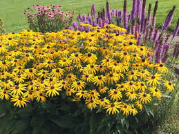 Image result for Rudbeckia fulgida