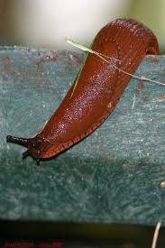 Attēlu rezultāti vaicājumam “Arion rufus”