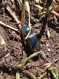 Attēlu rezultāti vaicājumam “Selatosomus aeneus”