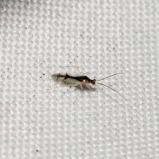 Attēlu rezultāti vaicājumam “Rhabdomiris striatellus imago”