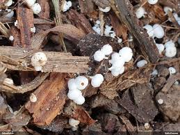 Attēlu rezultāti vaicājumam “Cetrelia sp.”