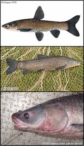 Image result for Mylopharyngodon piceus