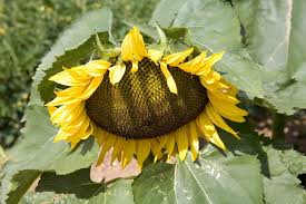 Attēlu rezultāti vaicājumam “Helianthus annuus flower”