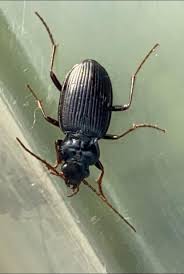 Attēlu rezultāti vaicājumam “Nebria brevicollis”