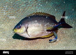 Image result for Siganus rivulatus