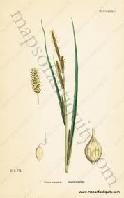 Attēlu rezultāti vaicājumam “Carex vesicaria”