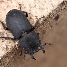 Attēlu rezultāti vaicājumam “Dorcus parallelopipedus”