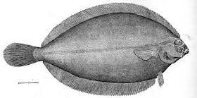 Image result for Glyptocephalus cynoglossus