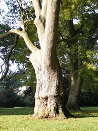Attēlu rezultāti vaicājumam “Fraxinus excelsior”