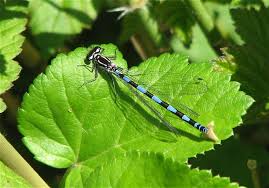 Attēlu rezultāti vaicājumam “Coenagrion pulchellum male”