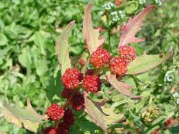 Image result for chenopodium foliosum
