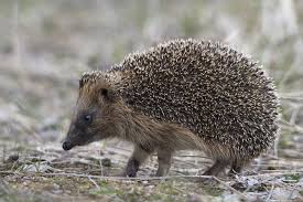 Attēlu rezultāti vaicājumam “Erinaceus roumanicus”