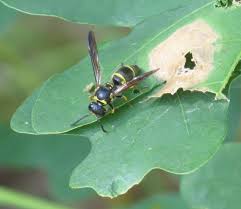 Attēlu rezultāti vaicājumam “Ancistrocerus sp. male”