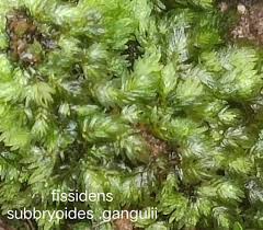 Attēlu rezultāti vaicājumam “Fissidens bryoides sporophyte”
