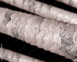 Image result for human hair microscope image