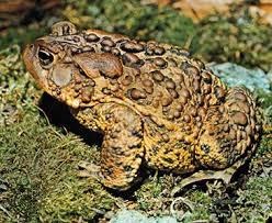 Attēlu rezultāti vaicājumam “Bufo bufo”