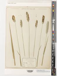 Attēlu rezultāti vaicājumam “Alopecurus pratensis fruit”