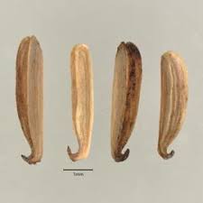 Attēlu rezultāti vaicājumam “Triglochin maritimum fruit”