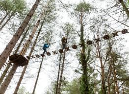 Image result for Go Ape! Moors Valley