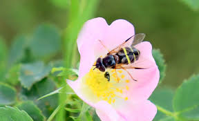 Attēlu rezultāti vaicājumam “Diderma tigrinum young”