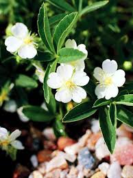 Attēlu rezultāti vaicājumam “Potentilla”