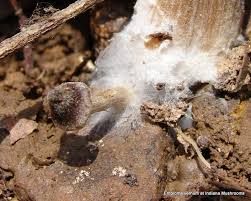 Attēlu rezultāti vaicājumam “Entoloma vernum”