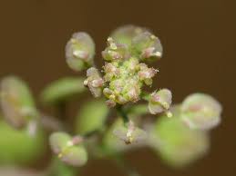 Attēlu rezultāti vaicājumam “Lepidium densiflorum bud”