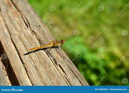 Attēlu rezultāti vaicājumam “Libellula fulva”