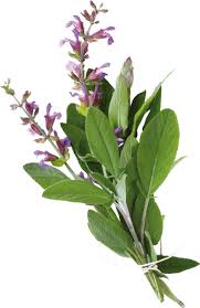 Image result for Salbei
