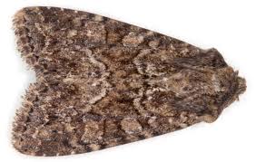 Attēlu rezultāti vaicājumam “Apamea remissa”