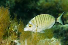 Image result for Diplodus puntazzo