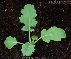 Attēlu rezultāti vaicājumam “Brassica napus”