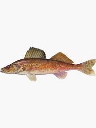 Image result for Sander vitreus